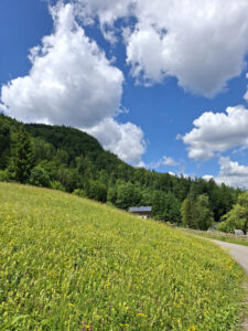 im vordergrund ein blühende wiese, dahinter dunkelgrün bewaldeter berg, vor einem strahlendblauen himmel mit weißen wolken.