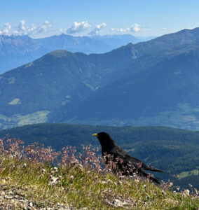 vogel sitzt auf berggipfel und blickt erhaben in die weiter